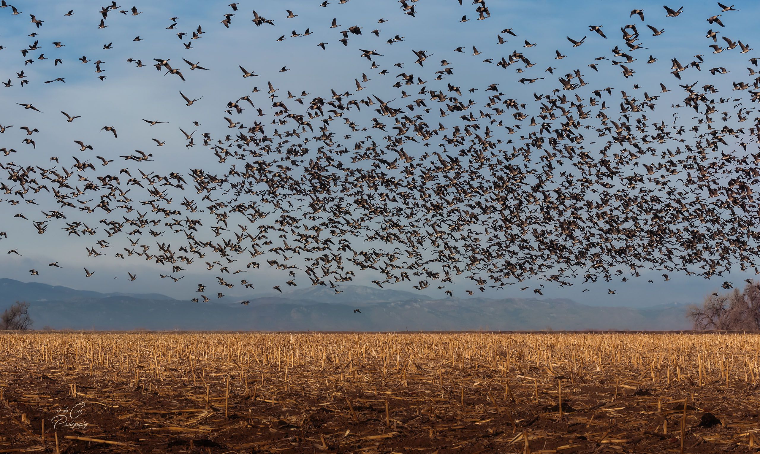 Geese Field - Landscape Photography