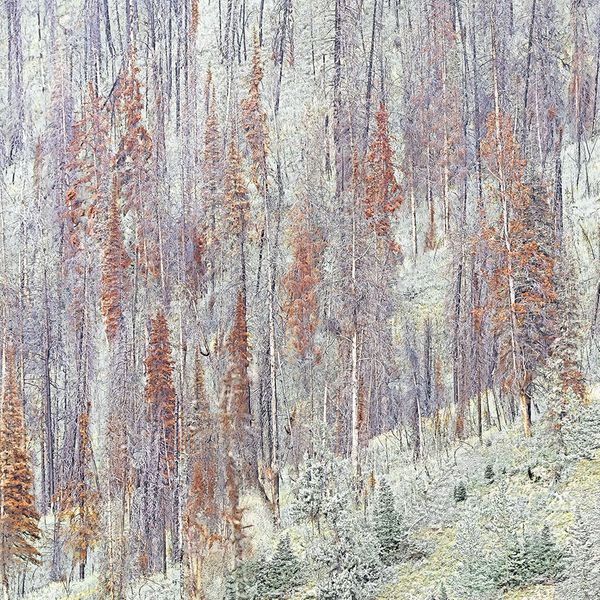 Pine Beetle Kill & Regrowth Sq.jpg
