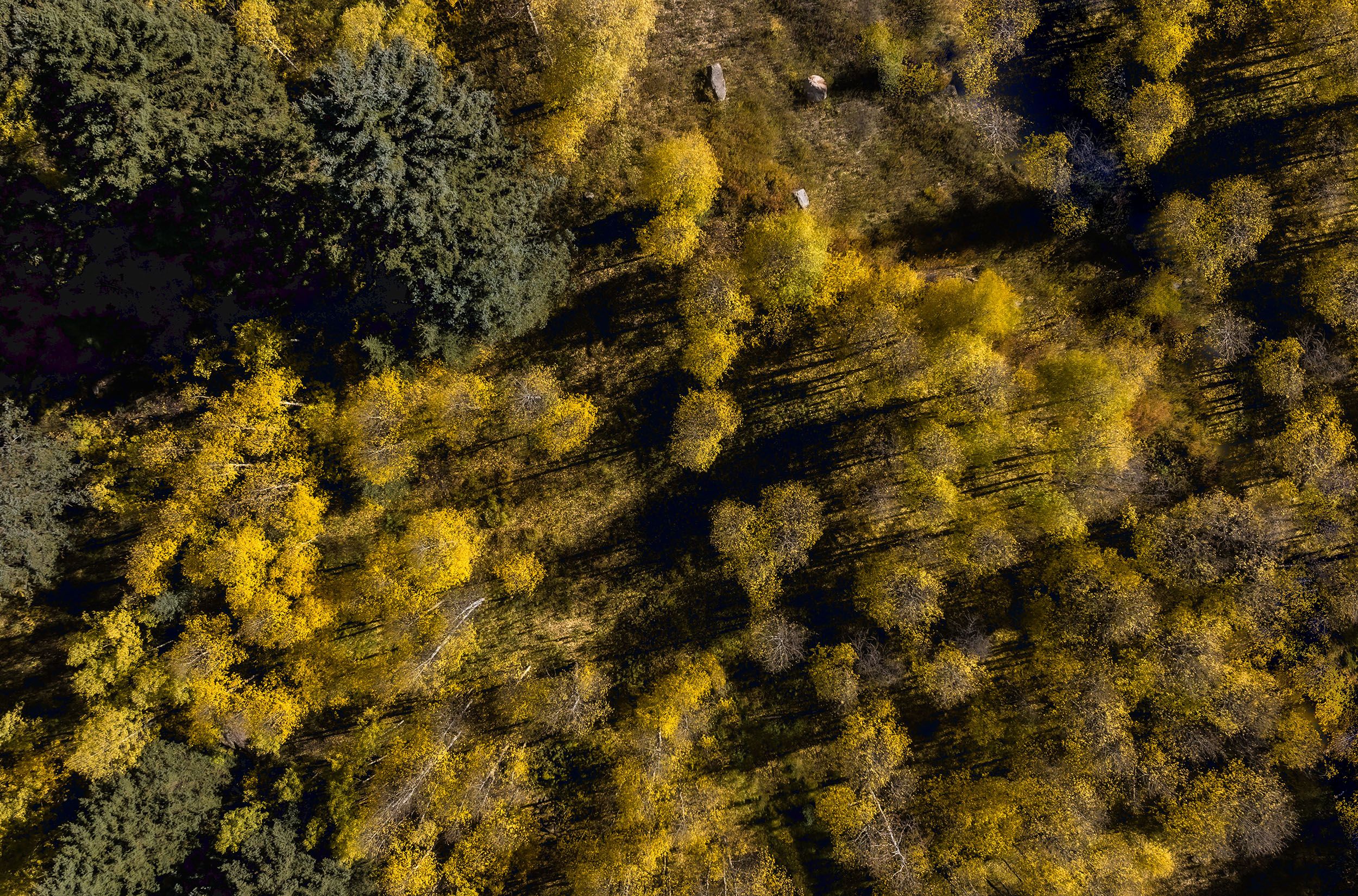 Colorado Aspen Aerial Drone  Photography
