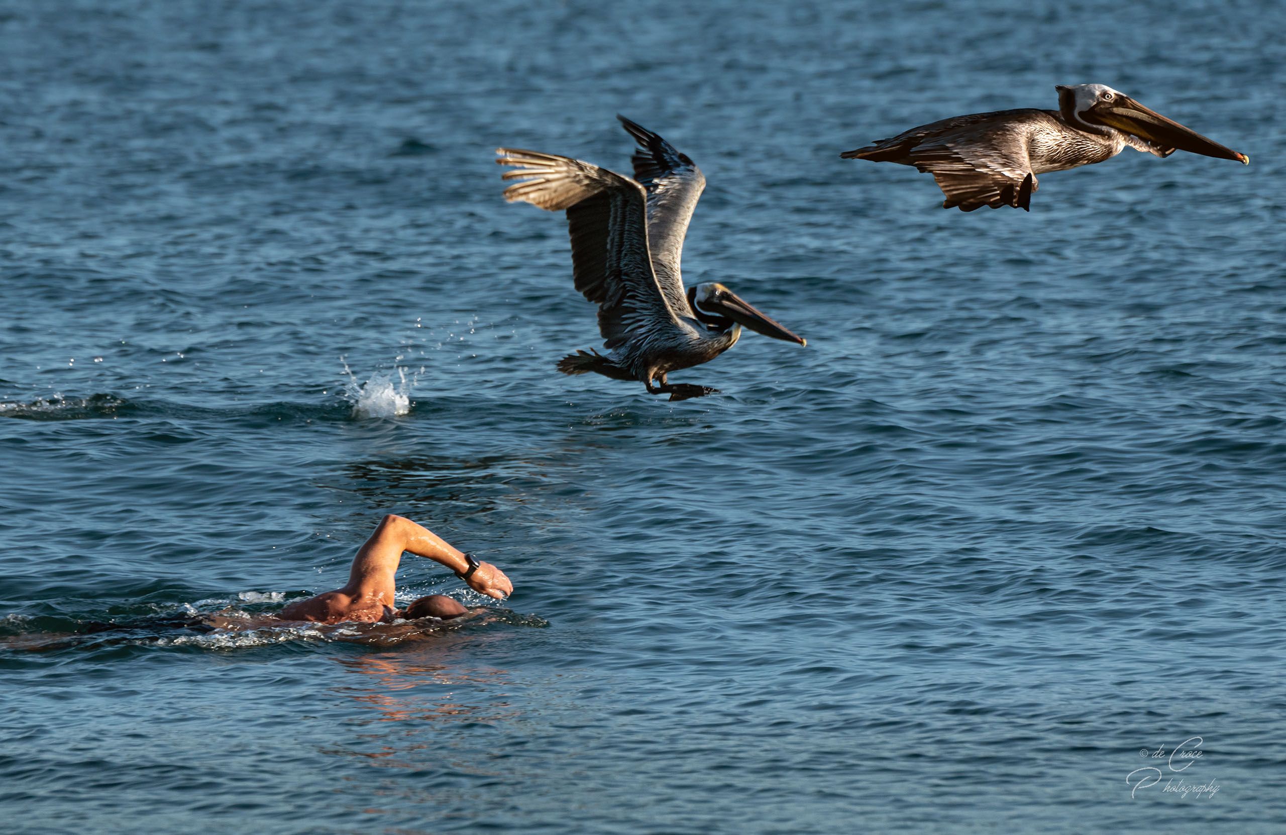 Ocean Swimmer Pelicans