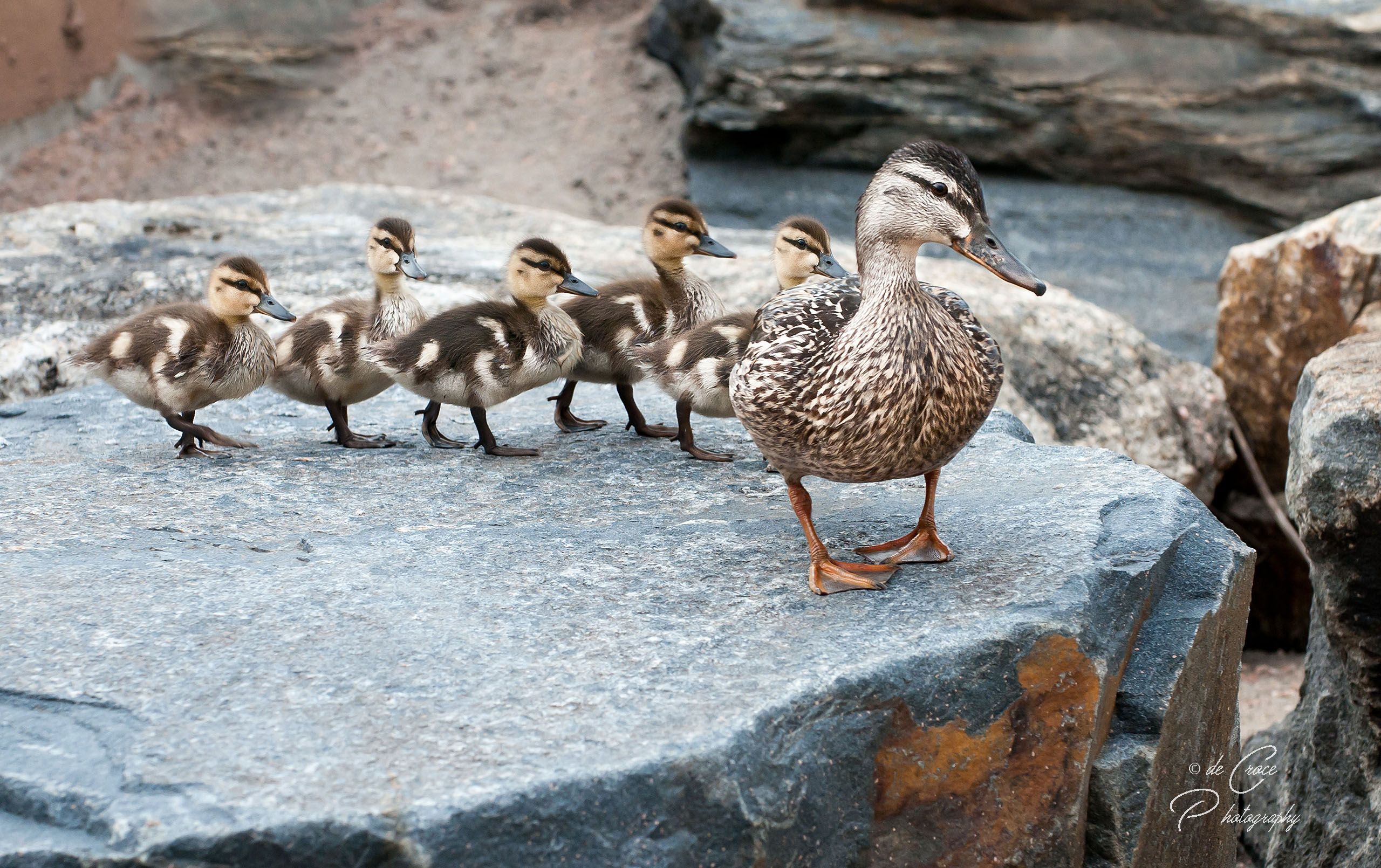 Family Portrait Photo Denver Colorado.jpg