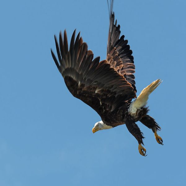 bald eagle Flight-12-24.jpg