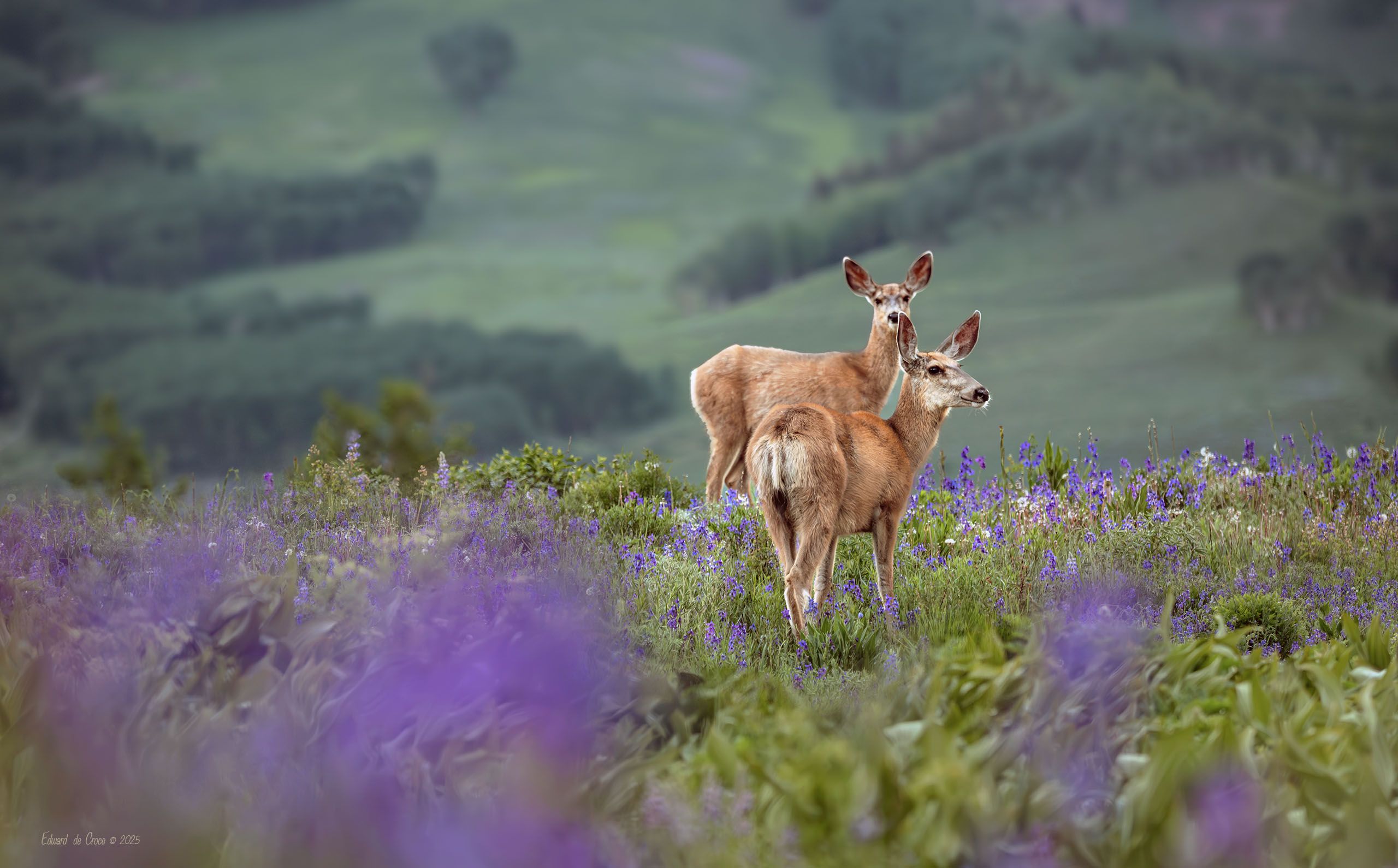 Deer Lupine Snodgrass 