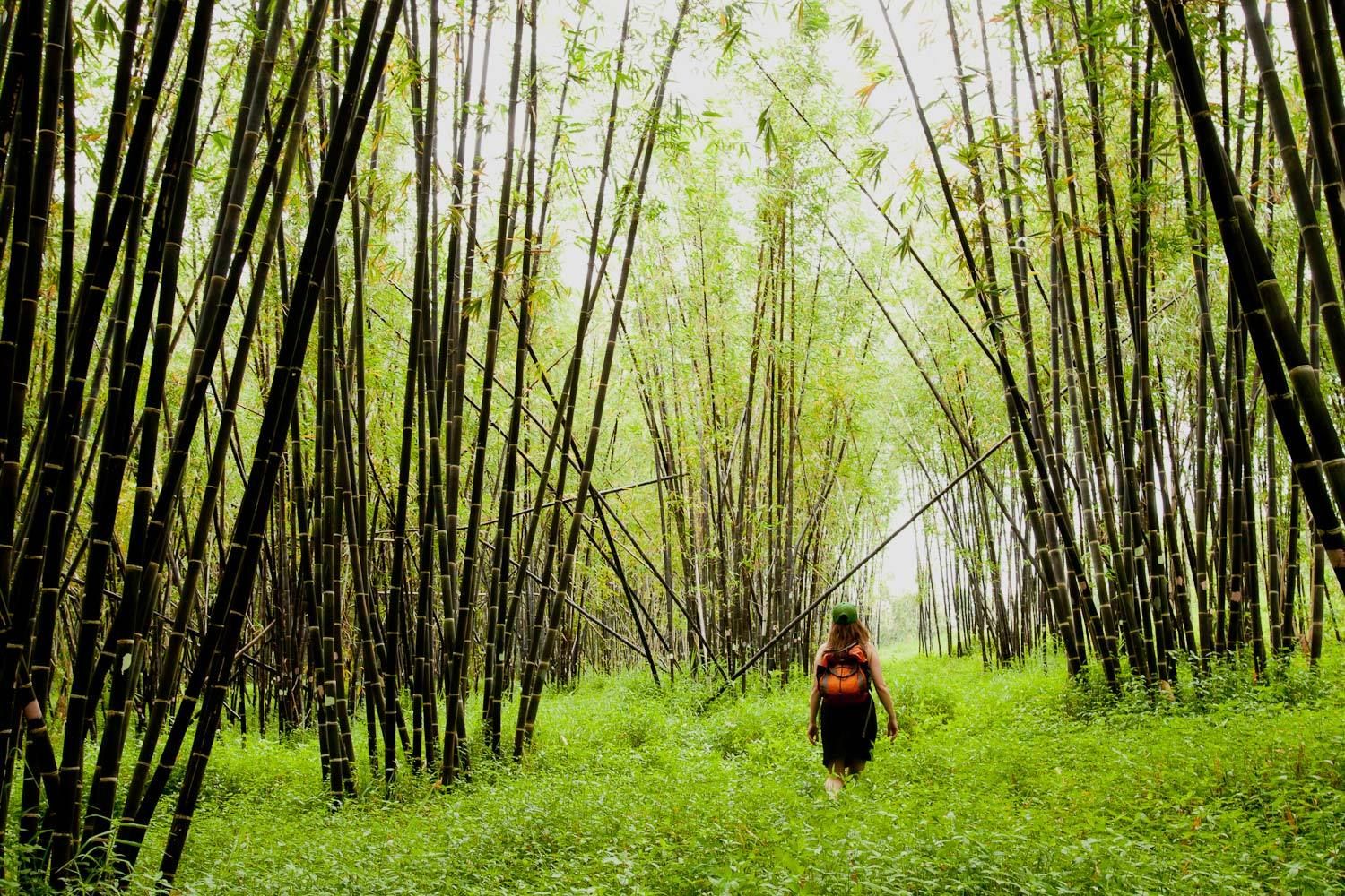 1bambooforest_2.jpg