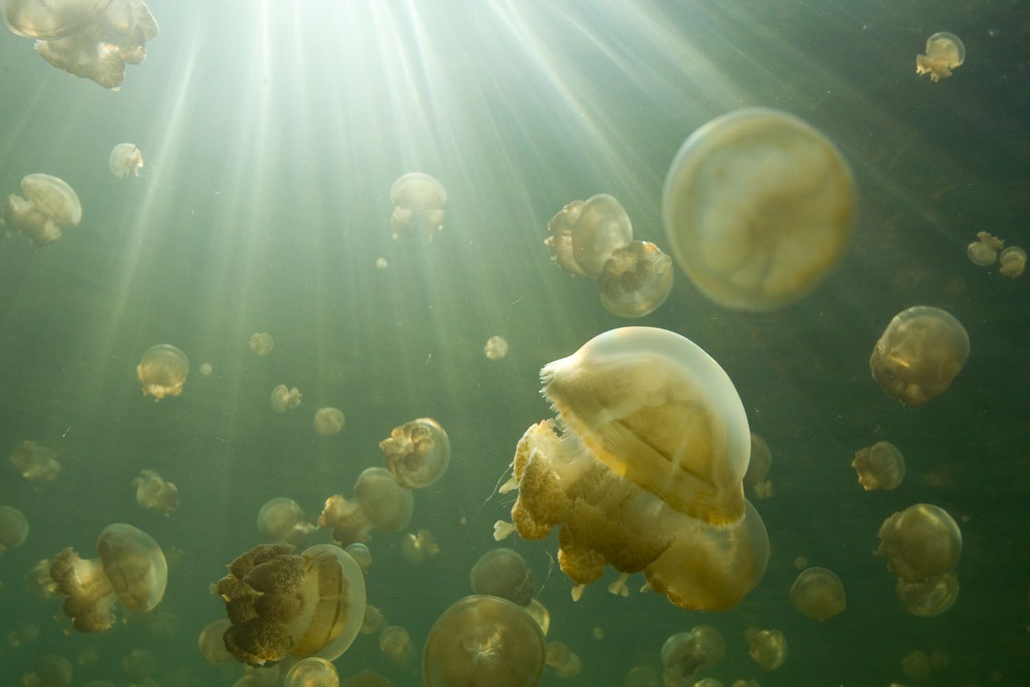 1r18_20081220_palau_jellyfish_2920115.jpg