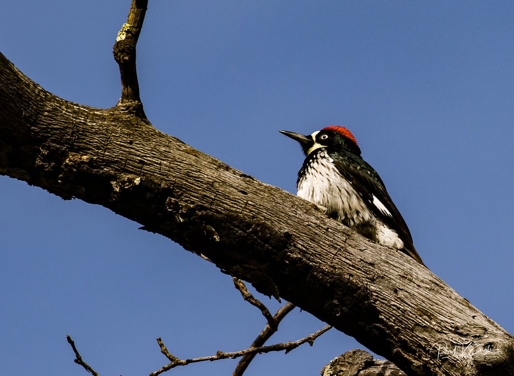 Acorn Woodpecker (Southfork) (1 of 1).jpg