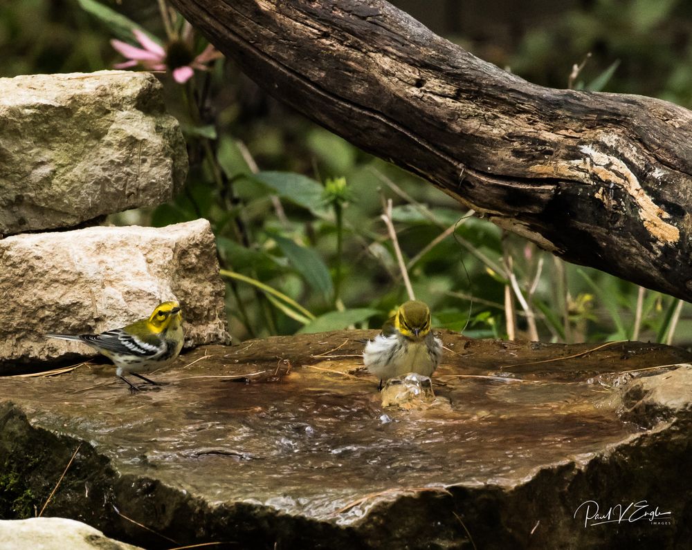Black-throated warbler pair 0-3-18 1.a (1 of 1).jpg