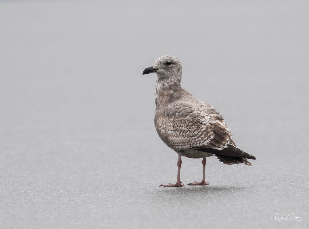 Herring Gull on ice 2