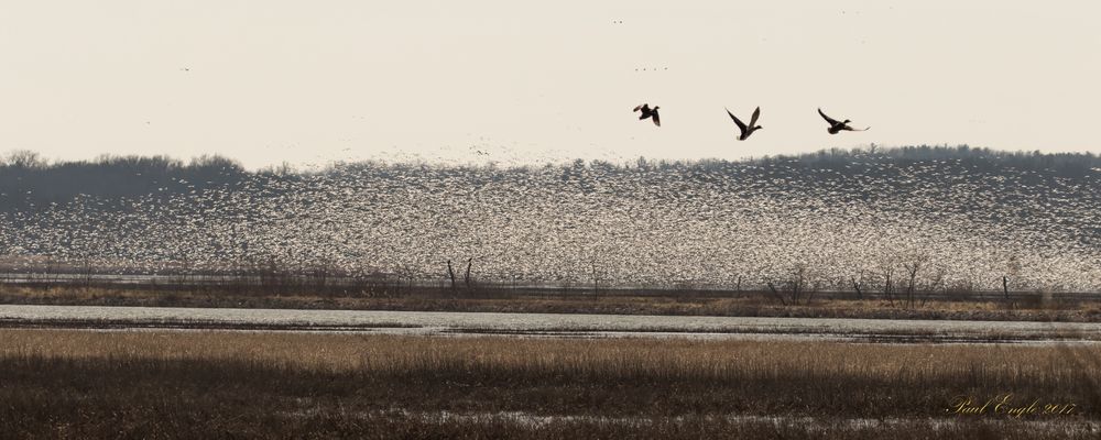 Snow geese flurry 2 (1 of 1).jpg
