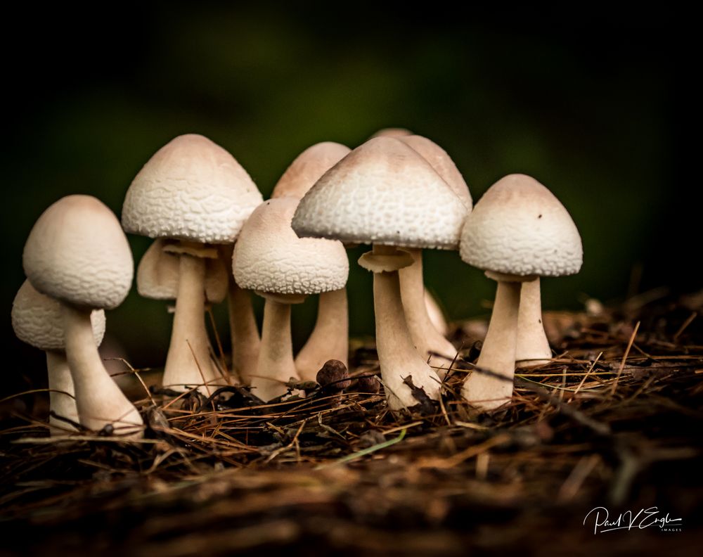Mushrooms (1 of 1).jpg