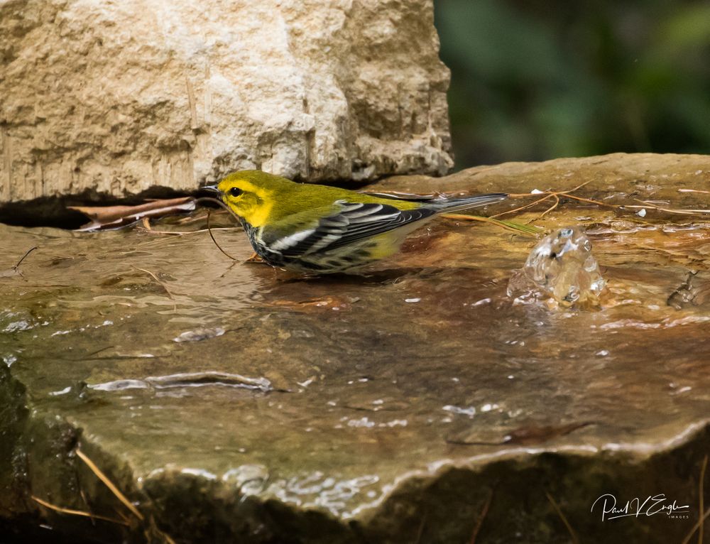 Green-throated Warbler bathing 1.b (1 of 1).jpg