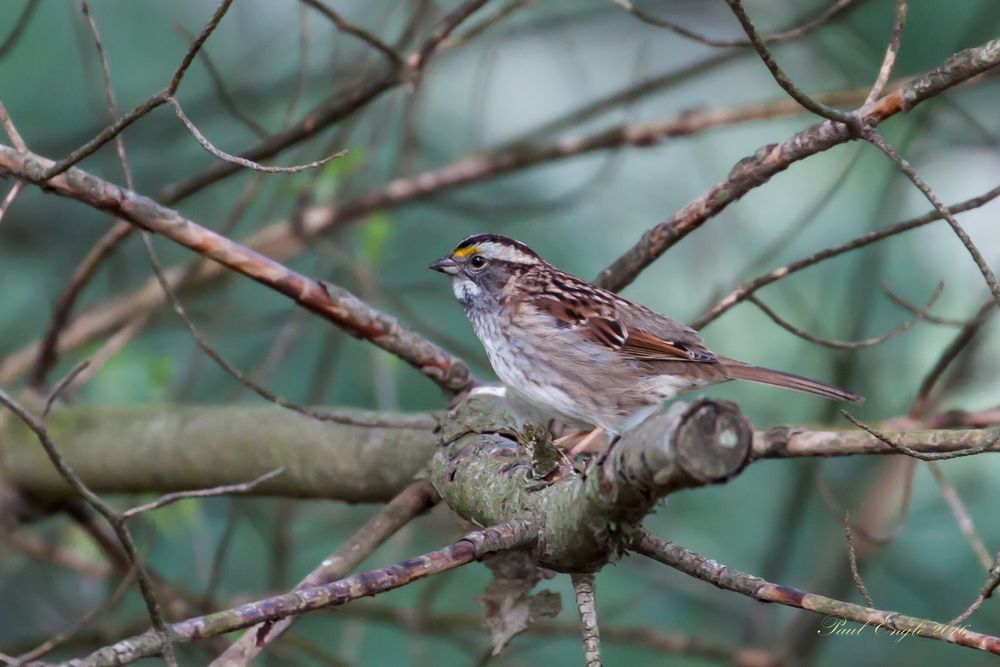 White Throated Sparrow 1.jpg