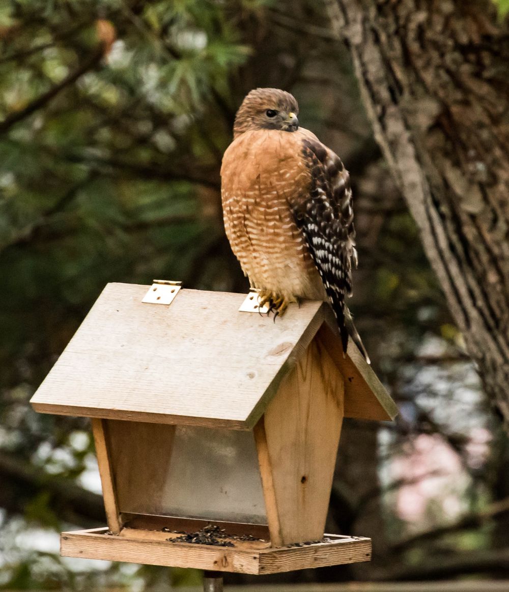 Red-shouldered hawk on bird feeder 1 (1 of 1).jpg