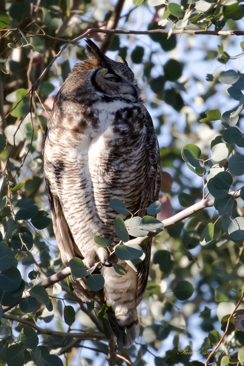 Great-horned owl male 2.1 (1 of 1).jpg