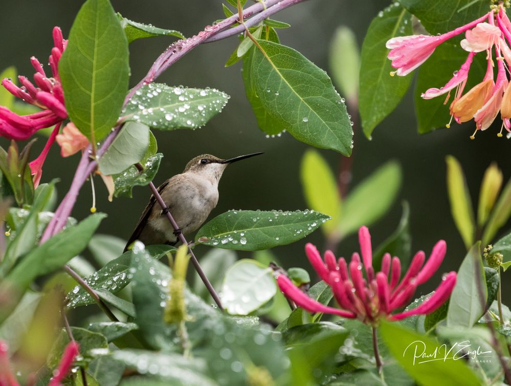 Ruby-throated Hummingbird female (1 of 1).jpg