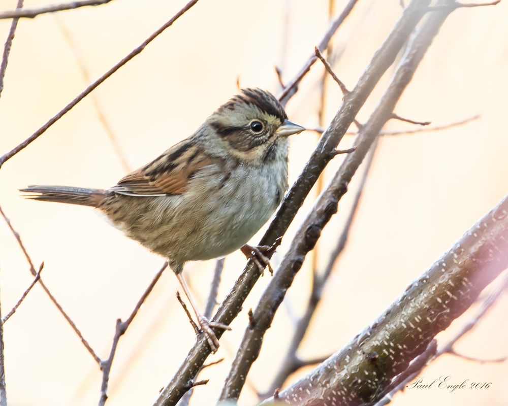 Swamp Sparrow (1 of 1).jpg