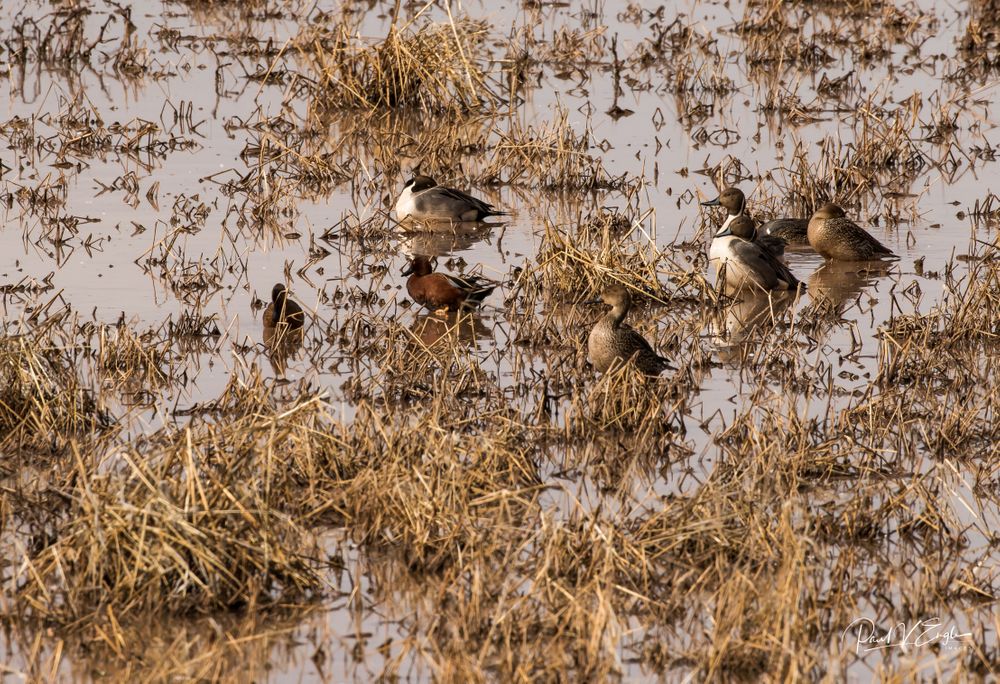 Cinnamon Teal with Northern Pintail at Whitewater Draw (1 of 1).jpg