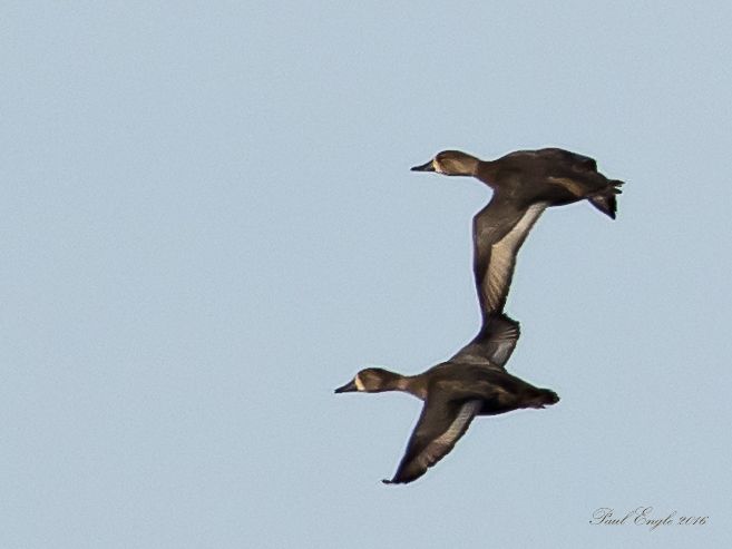 Ring-necked ducks in flight (1 of 1).jpg