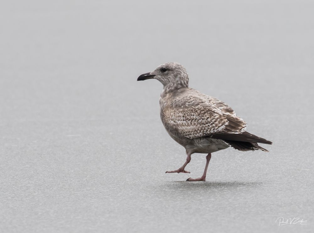 Herring Gull on ice 1