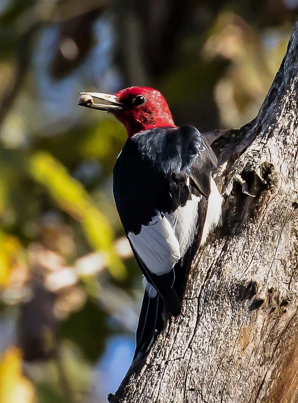 Redheaded Woodpecker (1 of 1).jpg