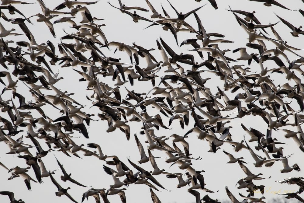 Snow geese flying (1 of 1).jpg