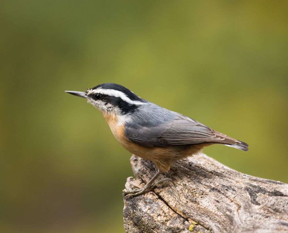 Red-breasted Nuthatch (1 of 1).jpg