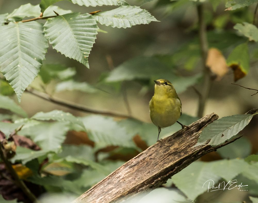 Tennessee Warbler with worm 2 (1 of 1).jpg