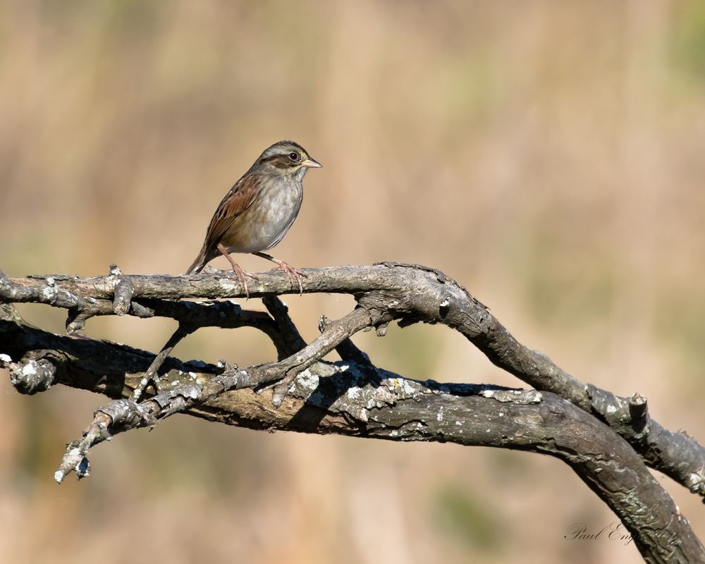 Swamp sparrow GP (1 of 1).jpg