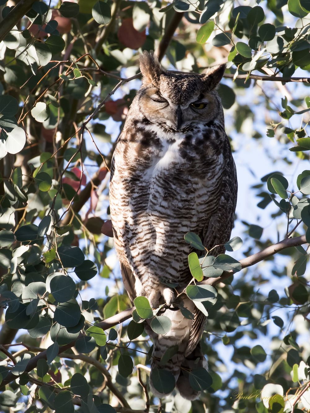 Great Horned owl male 1.2 (1 of 1).jpg