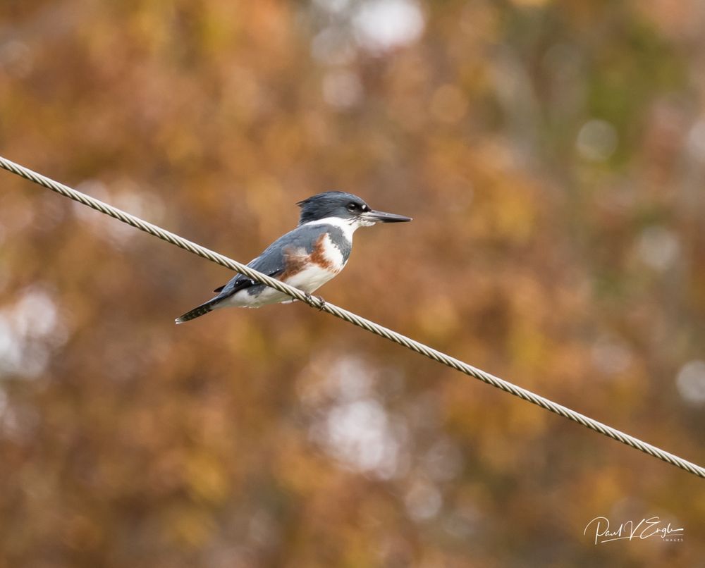 Belted Kingfisher 2 (1 of 1).jpg