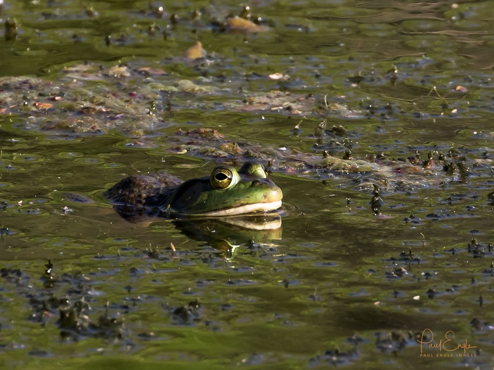 Bullfrog (1 of 1).jpg