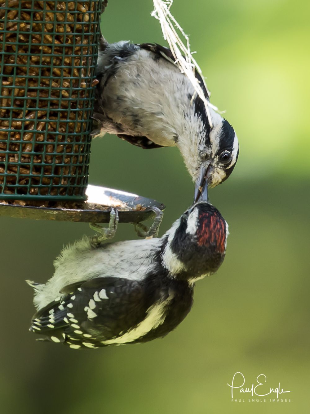 Downy feeding youngster (1 of 1).jpg