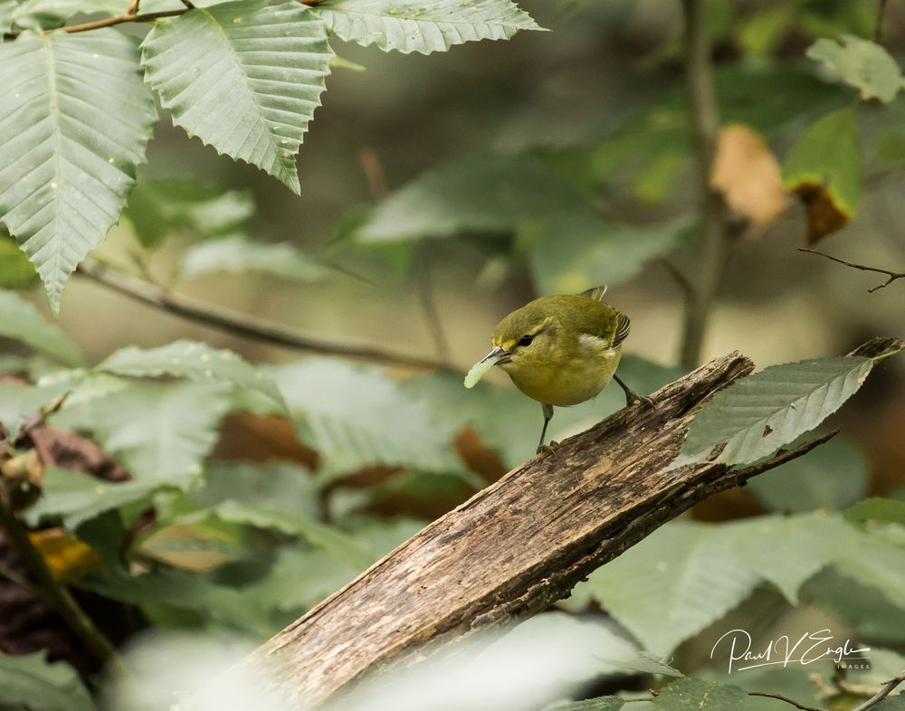 Tennessee Warbler with worm 3 (1 of 1).jpg