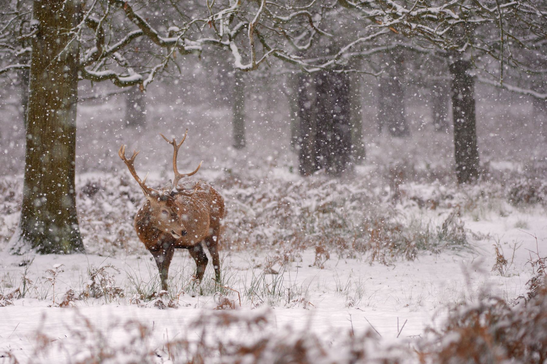 103richmondpark200113mr_114