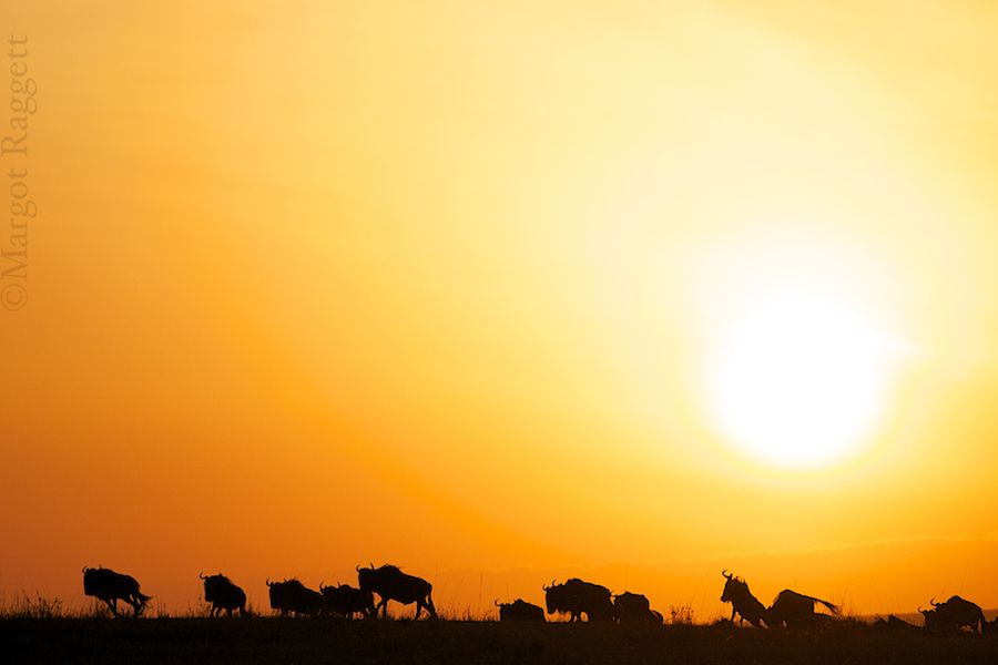 wildebeest-sunrise.jpg