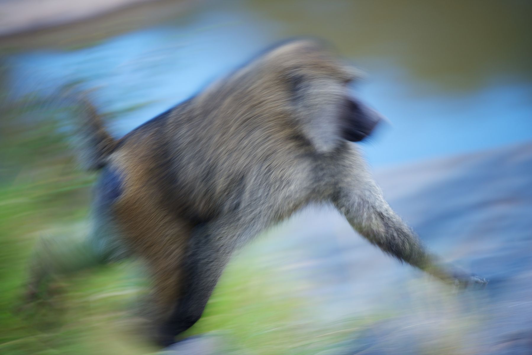 1runningbaboon