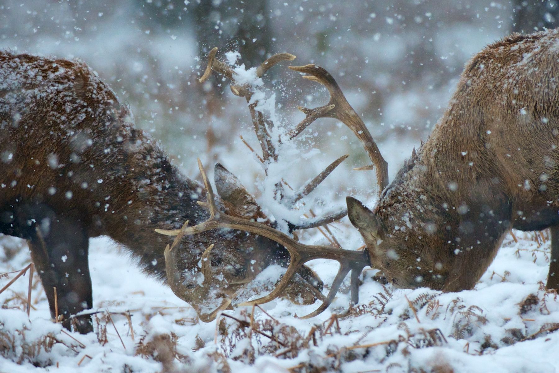 105richmondpark180113mr_107