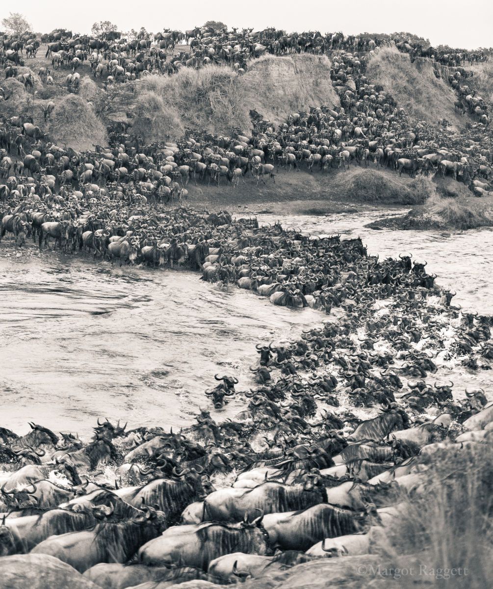Mara River Crossing