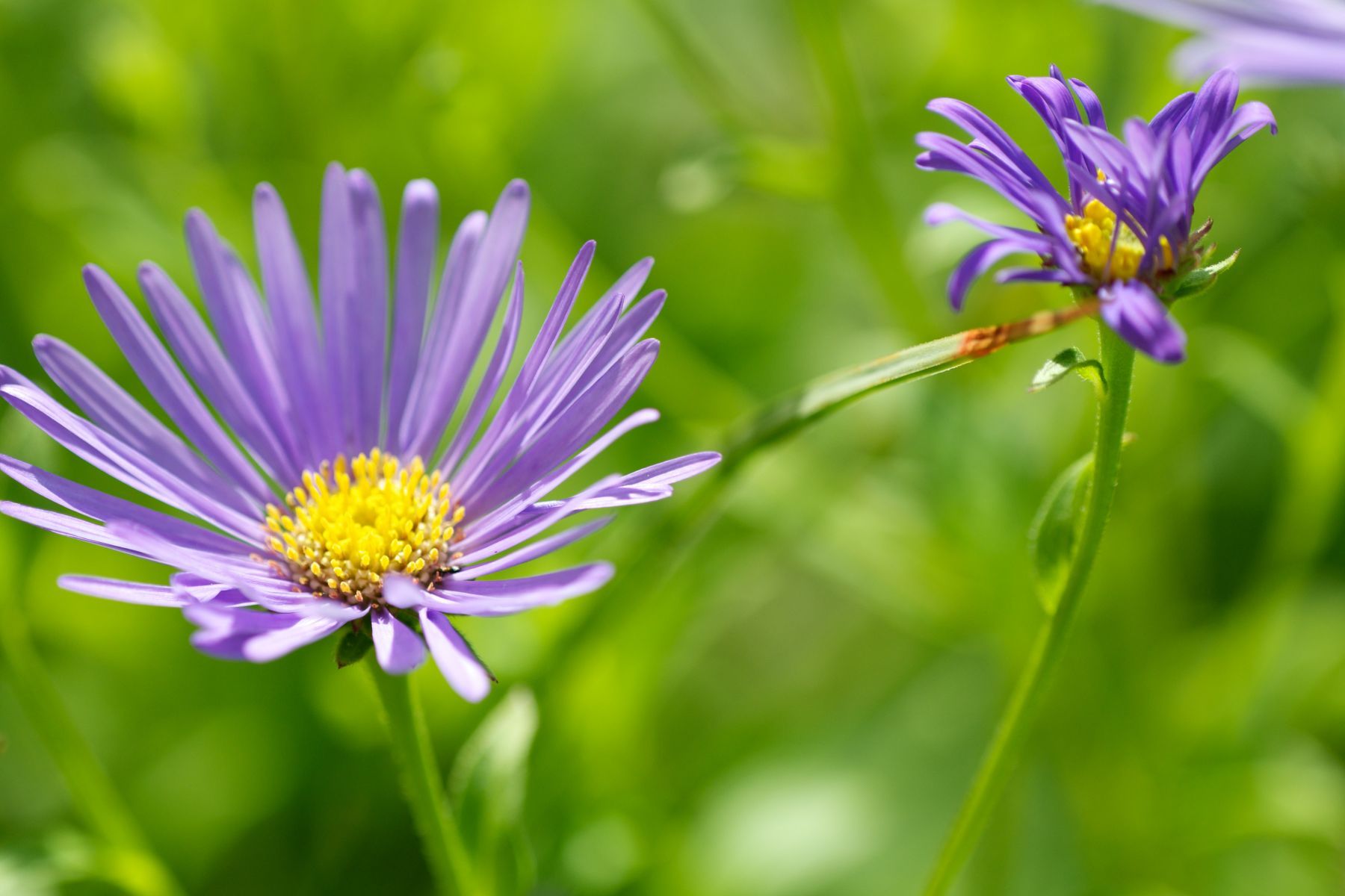 1_dsc8743___2013_08_03_at_17_32_31