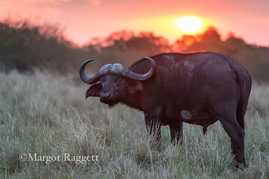 african-buffalo.jpg