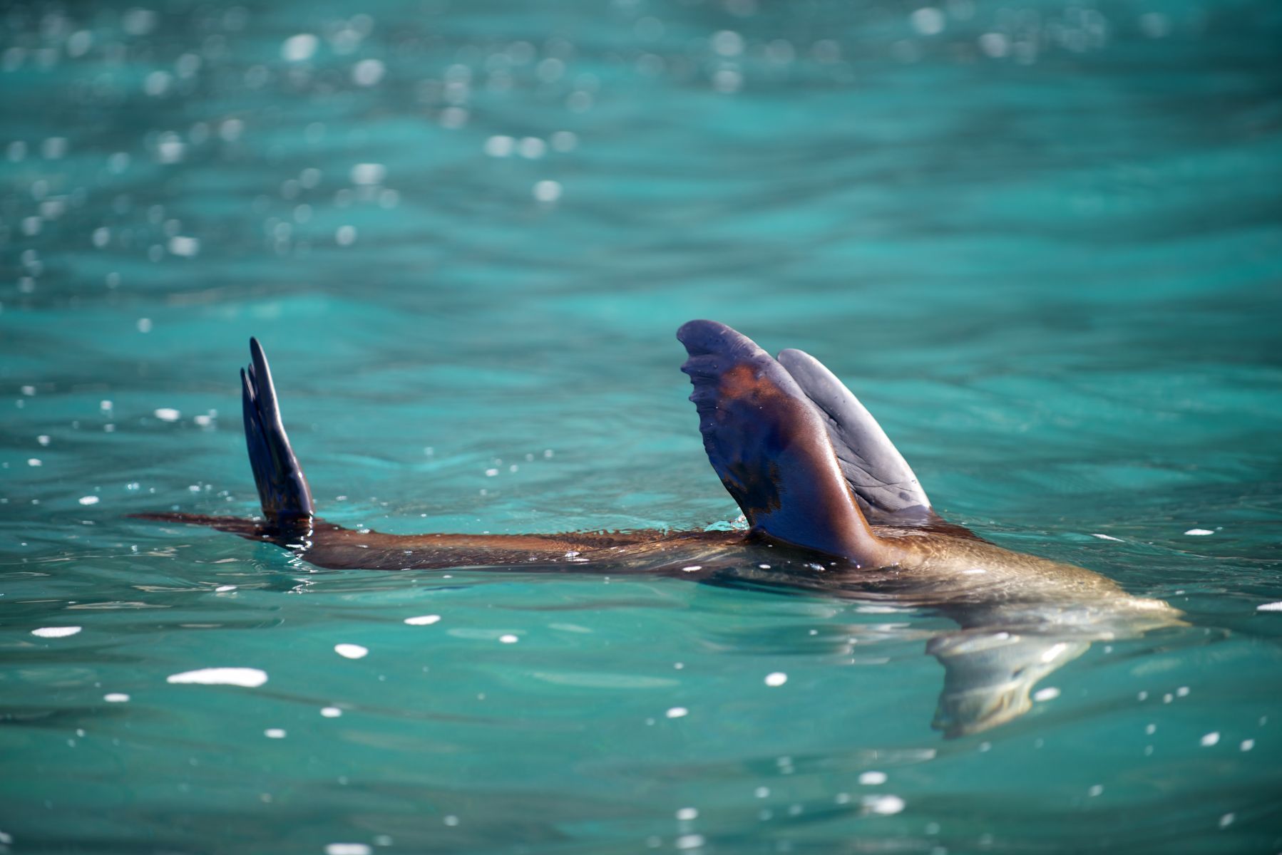 1dsc_0975___2013_04_13_at_18_15_23