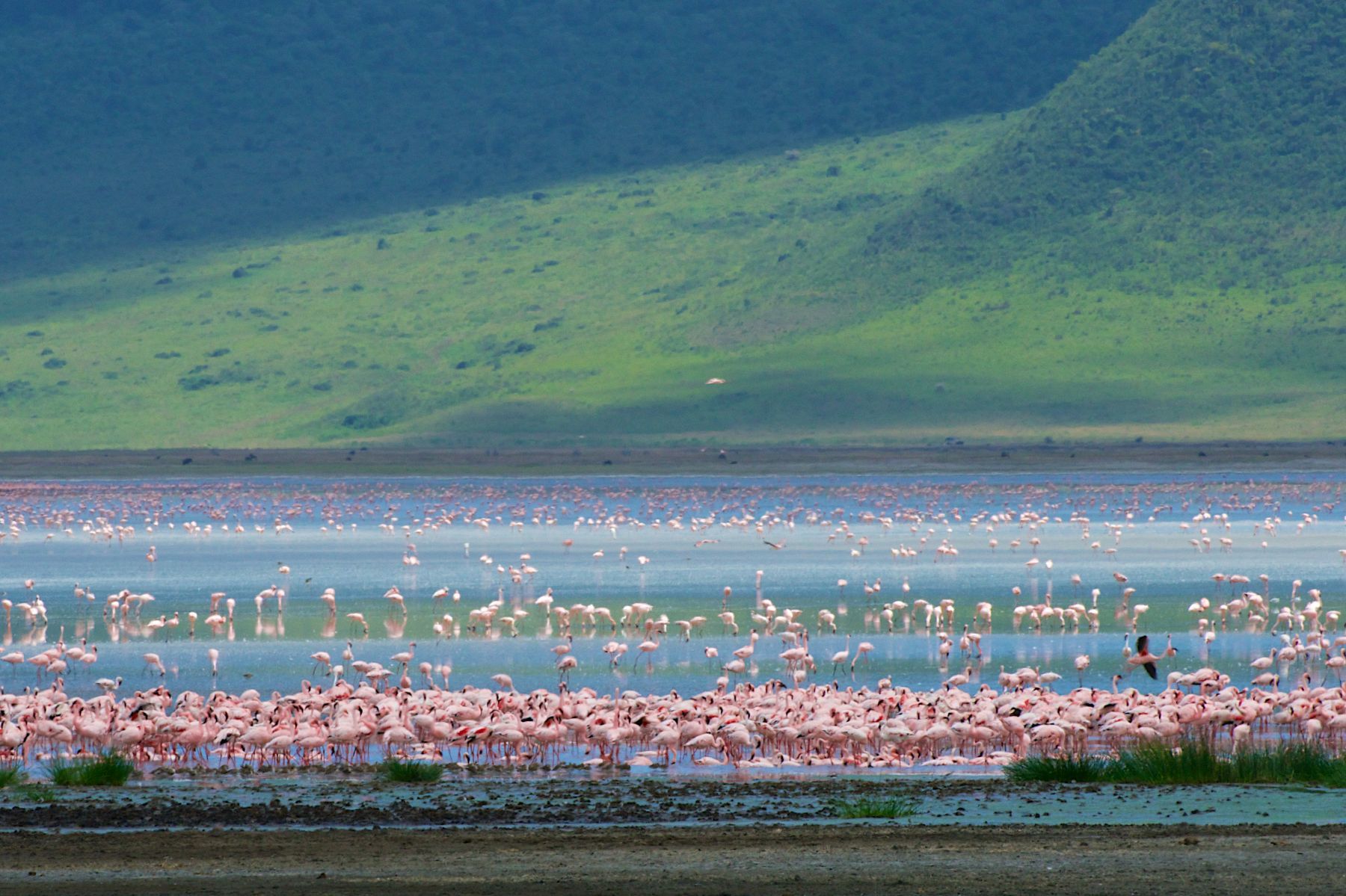 1flamingos_142