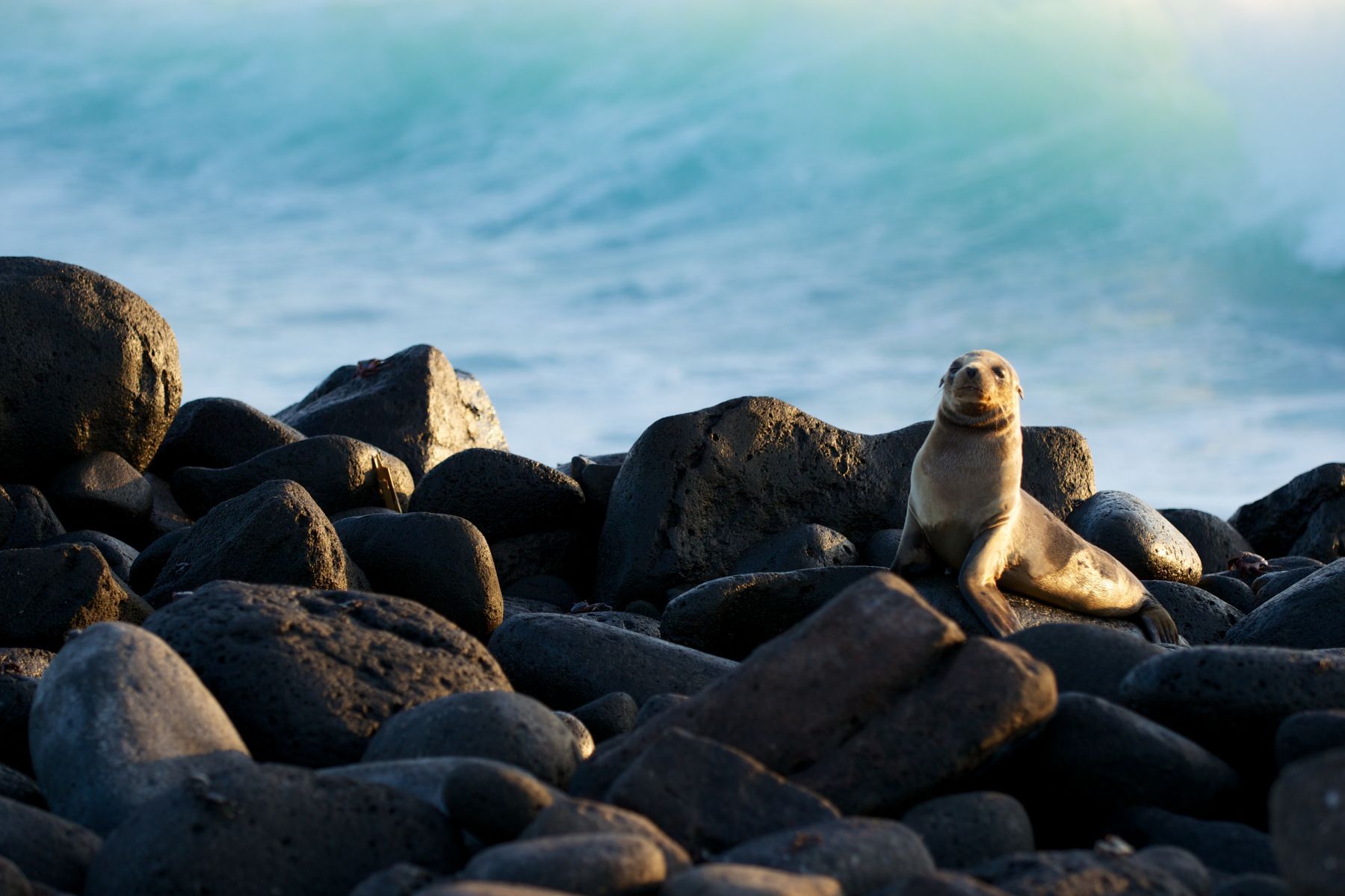 1dsc_0790___2013_04_13_at_02_37_01