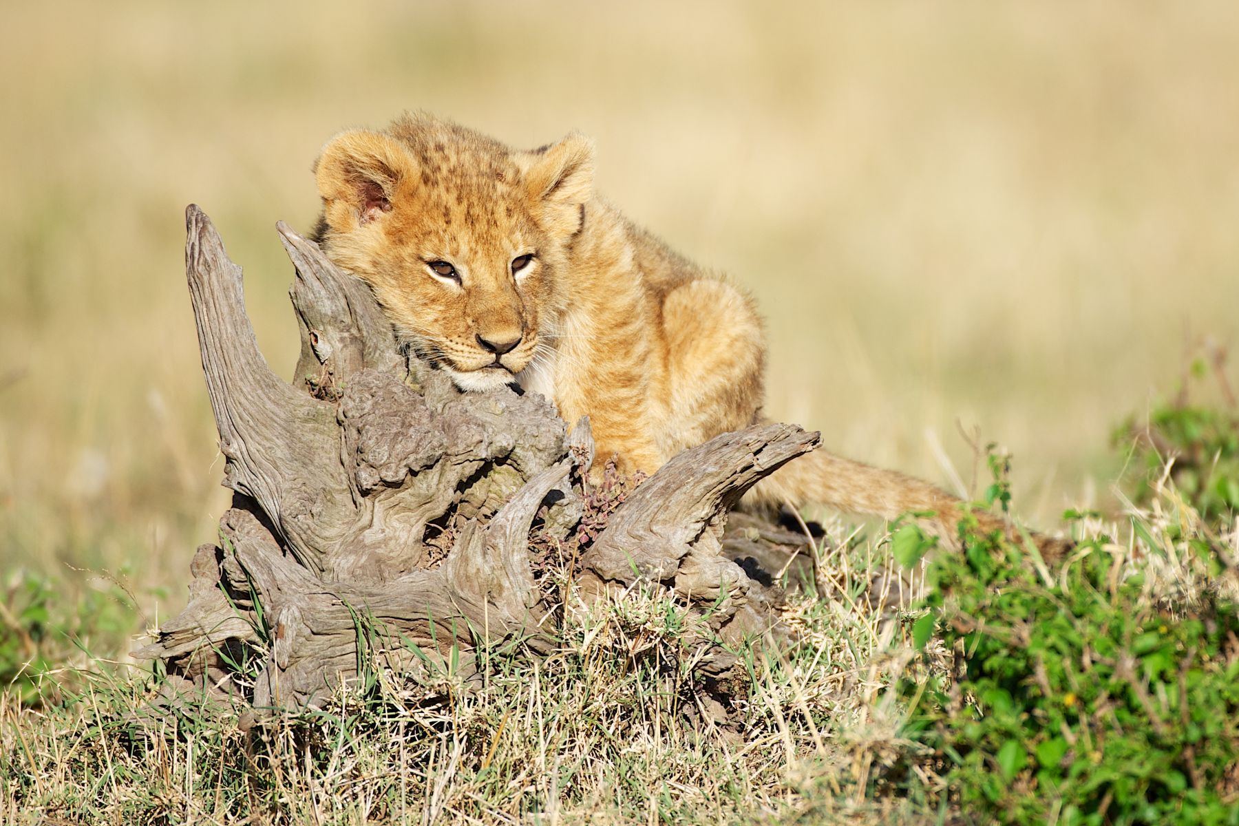 Lion Cub