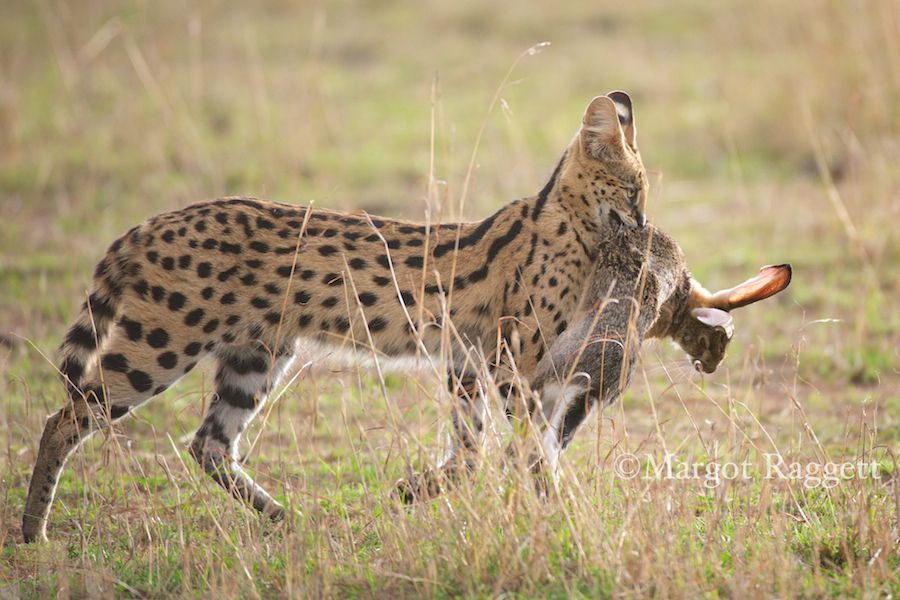 serval.jpg