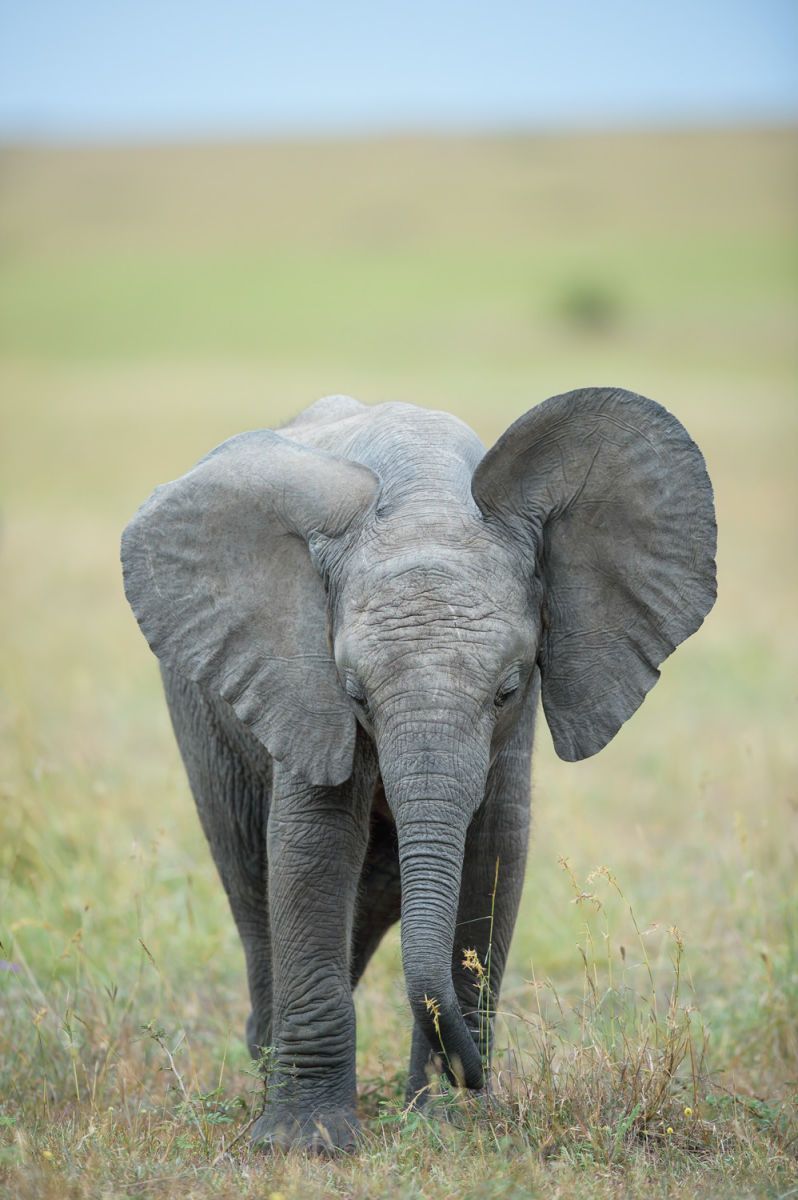 Newborn Elephant