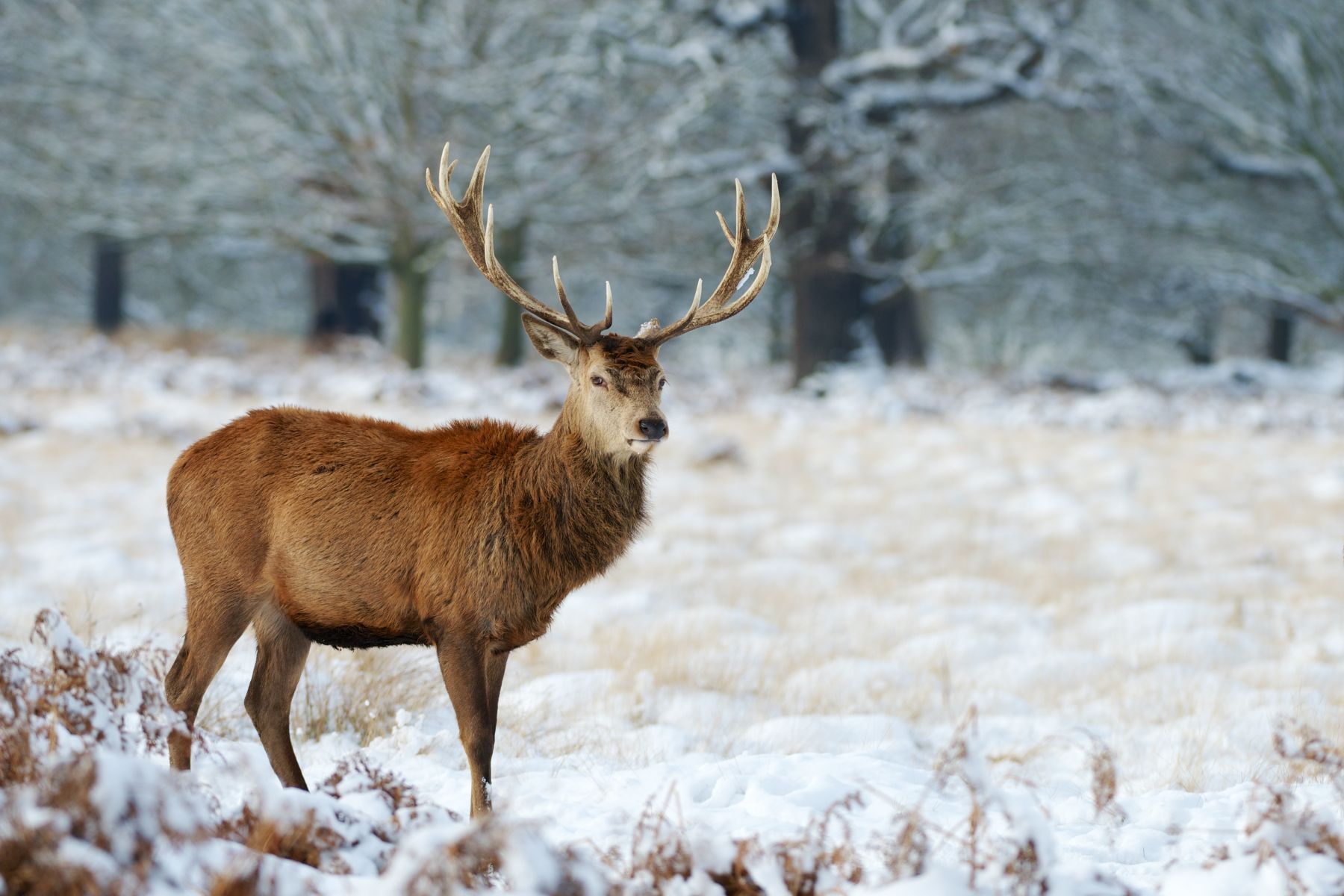 101richmondpark210113mr_114