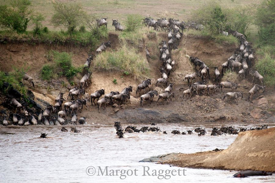 wildebeest-crossing.jpg