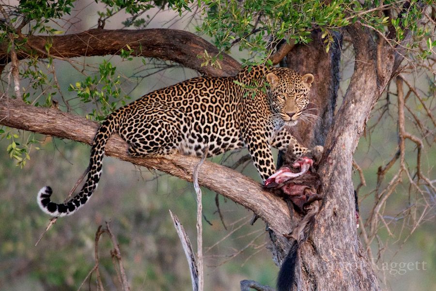 leopard-in-tree.jpg