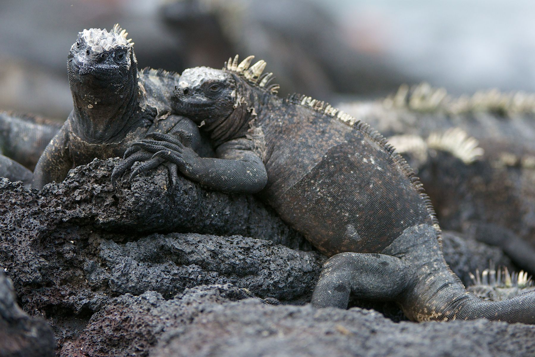 1dsc_1287___2013_04_14_at_01_12_39